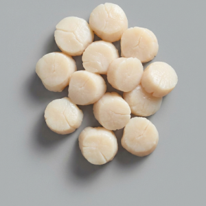 AMERICAN SCALLOPS